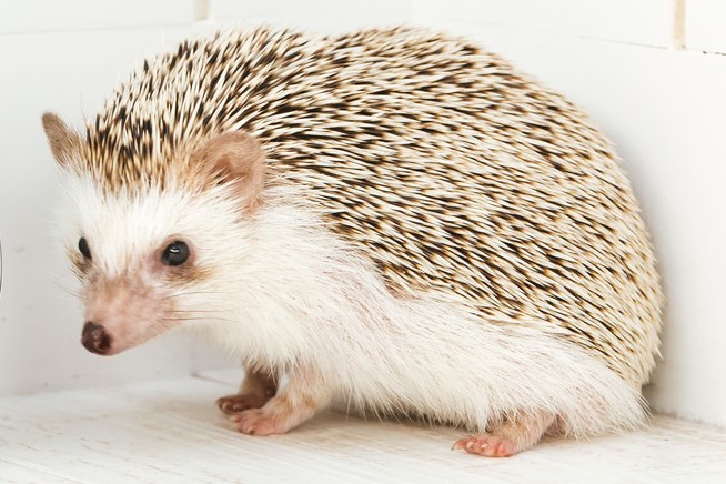 スゴウ