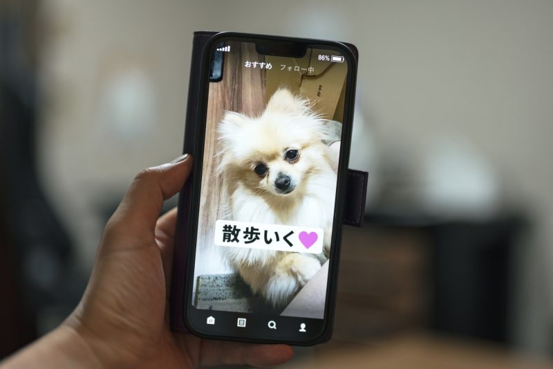 ショート動画/縦型動画/犬/YouTube/スマホ